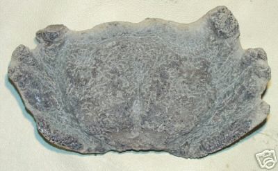 Cretaceous Fossil Avid Muffin Crab Ammonite Alabama  