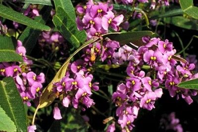 Purple Coral Pea (Hardenbergia Violacea )30 Seeds  